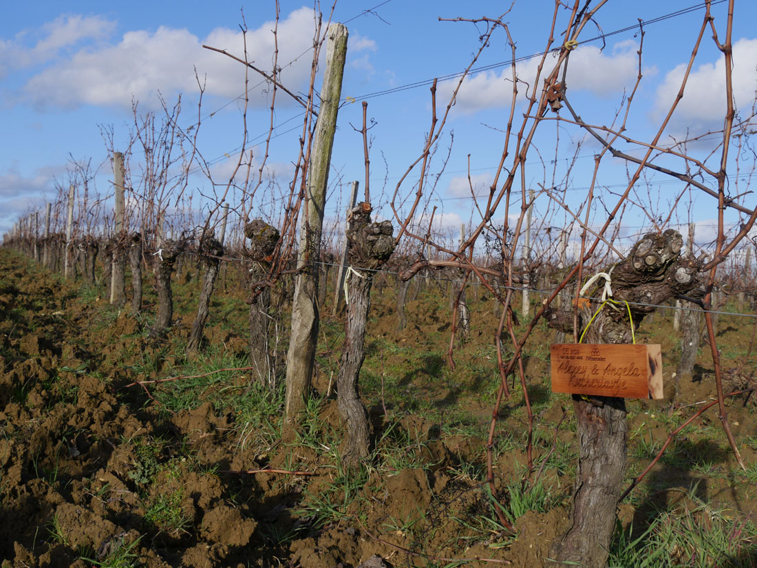 Виноградник на урожай